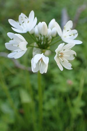 Allium neapolitanum \ Neapolitanischer Lauch / White Garlic, Chios Viki 31.3.2016