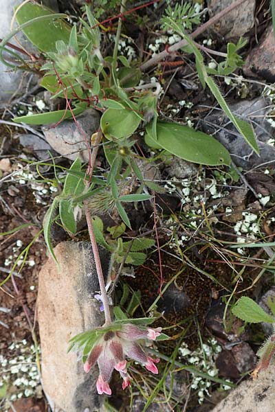 Anthyllis vulneraria subsp. praepropera \ Roter Wundklee, Chios Kato Fana 29.3.2016