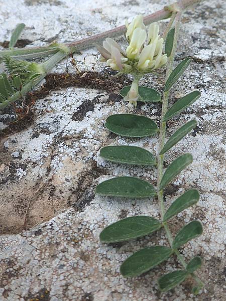 Astragalus hamosus \ Haken-Tragant, Chios Anavatos 28.3.2016