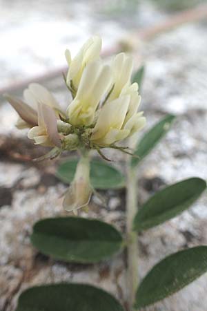 Astragalus hamosus \ Haken-Tragant / Southern Milk-Vetch, Chios Anavatos 28.3.2016