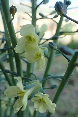 Brassica oleracea var. capitata \ Kopfkohl, Kraut, Chios Kampos 28.3.2016