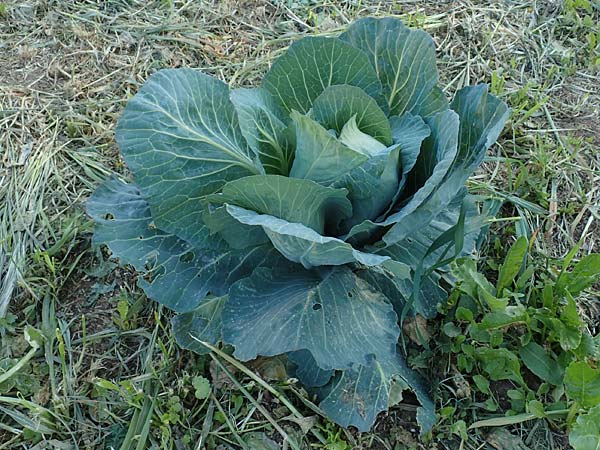 Brassica oleracea var. capitata \ Kopfkohl, Kraut, Chios Kampos 28.3.2016