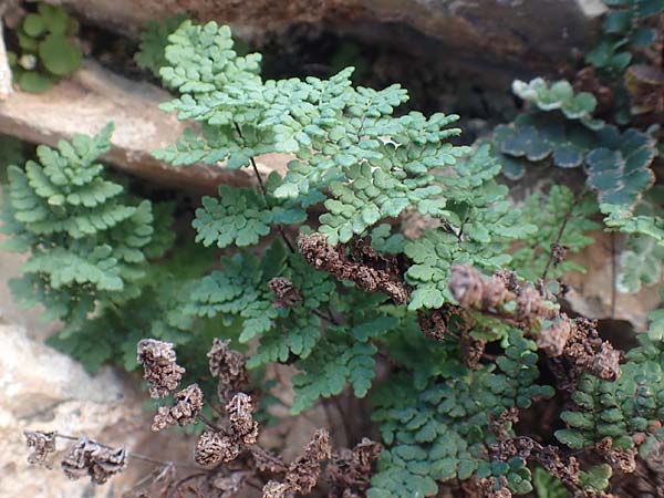 Oeosporangium pteridioides subsp. acrosticum / Lip Fern, Chios Mesta 29.3.2016