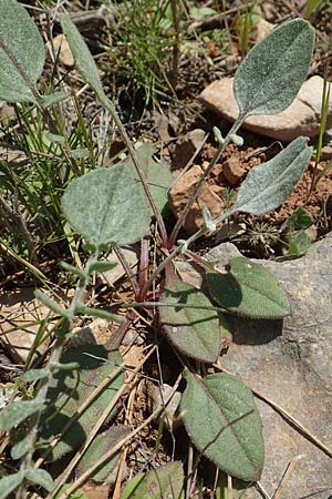 Centaurea raphanina subsp. mixta / Knapweed, Chios Katavasi 30.3.2016