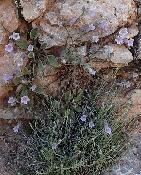 Campanula hagielia \ Berg-Hagios-Glockenblume, Chios Anavatos 28.3.2016