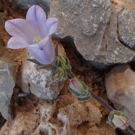 Campanula hagielia \ Berg-Hagios-Glockenblume, Chios Anavatos 28.3.2016