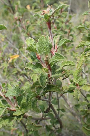 Cistus incanus subsp. creticus \ Kretische Zistrose / Cretan Cistus, Chios Kato Fana 29.3.2016