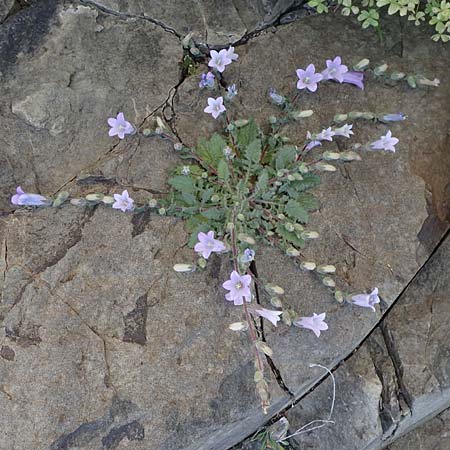 Campanula lyrata \ Leierfrmige Glockenblume, Chios Emporios 29.3.2016