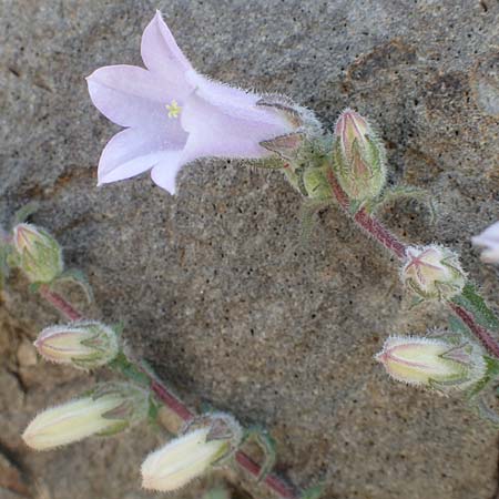 Campanula lyrata \ Leierfrmige Glockenblume / Rock Bellflower, Chios Emporios 29.3.2016