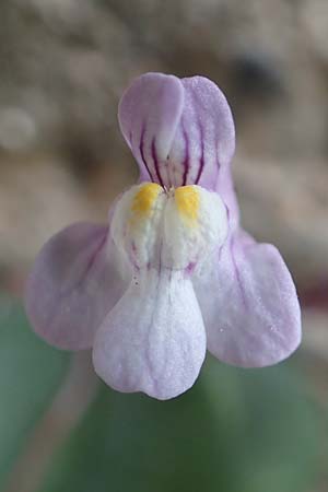 Cymbalaria muralis \ Gemeines Zimbelkraut, Mauer-Zimbelkraut, Chios Olimbi 1.4.2016