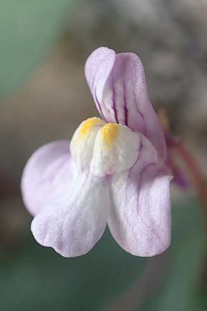 Cymbalaria muralis \ Gemeines Zimbelkraut, Mauer-Zimbelkraut / Ivy-Leaved Toadflax, Kenilworth Toadflax, Chios Olimbi 1.4.2016