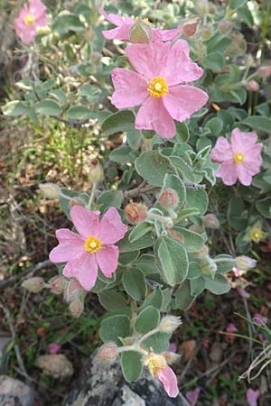 Cistus parviflorus \ Kleinbltige Zistrose / Small-Flowered Rock-Rose, Chios Kato Fana 29.3.2016