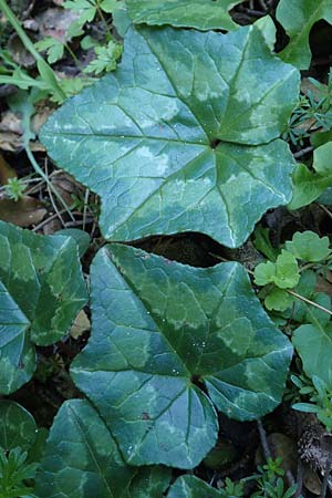 Cyclamen hederifolium \ Efeublttriges Alpenveilchen, Herbst-Alpenveilchen / Ivy-Leaved Cyclamen, Sowbread, Chios Viki 31.3.2016