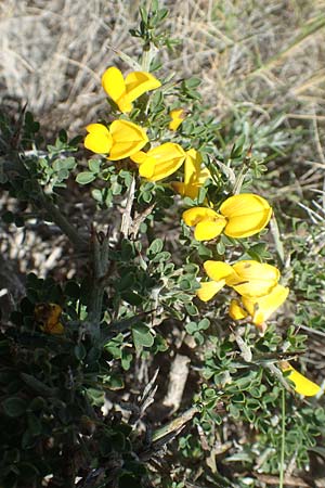 Calicotome villosa / Hairy Thorny Broom, Chios Olimbi, Agios Dynami 1.4.2016