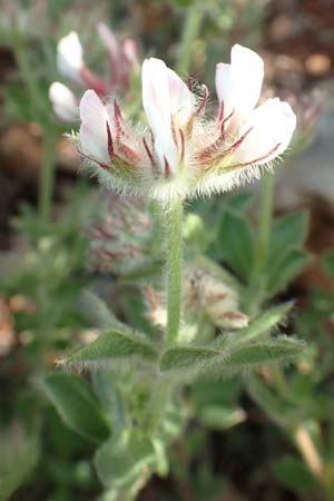 Lotus hirsutus / Canary Clover, Chios Olimbi, Agios Dynami 1.4.2016