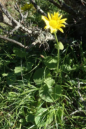 Doronicum orientale \ stliche Gmswurz / Caucasian Leopard's-Bane, Chios Viki 31.3.2016