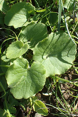 Doronicum orientale \ stliche Gmswurz, Chios Viki 31.3.2016