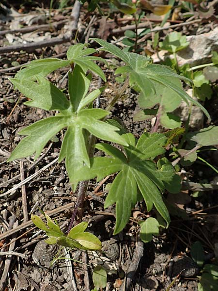 Delphinium staphisagria ? \ Stephanskraut, Mittelmeer-Rittersporn, Chios Vavili 28.3.2016