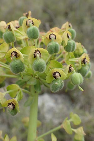 Euphorbia characias \ Palisaden-Wolfsmilch / Large Mediterranean Spurge, Chios Mesta 2.4.2016