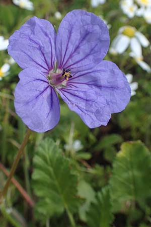 Erodium gruinum \ Reiherschnabel / Iranian Crane's-Bill, Chios Avgonima 28.3.2016