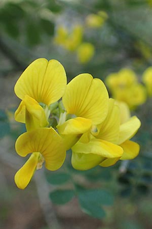 Hippocrepis emerus subsp. emeroides \ Langstielige Strauch-Kronwicke, Chios Viki 31.3.2016