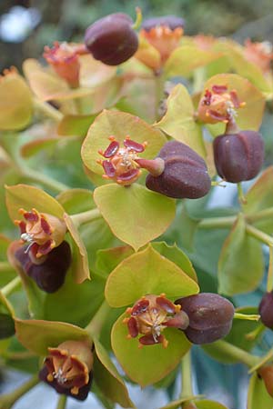 Euphorbia rigida \ Steife Wolfsmilch, Zweidrsen-Wolfsmilch / Rigid Spurge, Chios Anavatos 28.3.2016