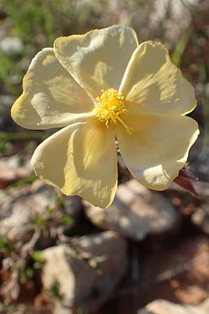 Fumana arabica \ Zwerg-Nadelrschen / Mediterranean Sun-Rose, Chios Emporios 29.3.2016