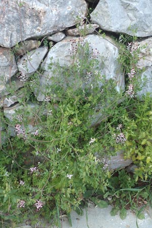 Fumaria capreolata \ Rankender Erdrauch / White Ramping Fumitory, Chios Vessa 1.4.2016