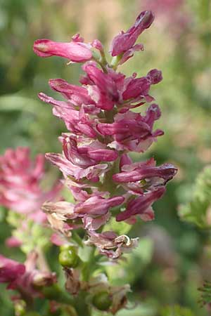 Fumaria densiflora \ Dichtbltiger Erdrauch / Dense-Flowered Fumitory, Chios Olimbi 1.4.2016