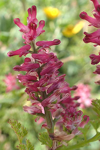 Fumaria densiflora \ Dichtbltiger Erdrauch / Dense-Flowered Fumitory, Chios Olimbi 1.4.2016