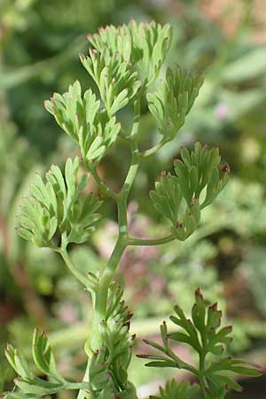 Fumaria densiflora \ Dichtbltiger Erdrauch / Dense-Flowered Fumitory, Chios Olimbi 1.4.2016