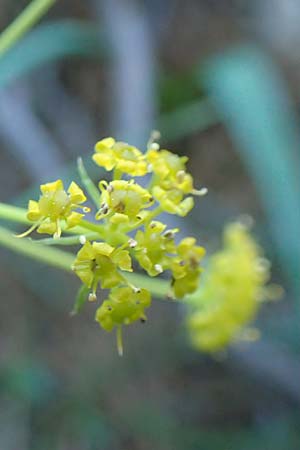 Ferulago humilis / Low Fennel, Chios Viki 31.3.2016