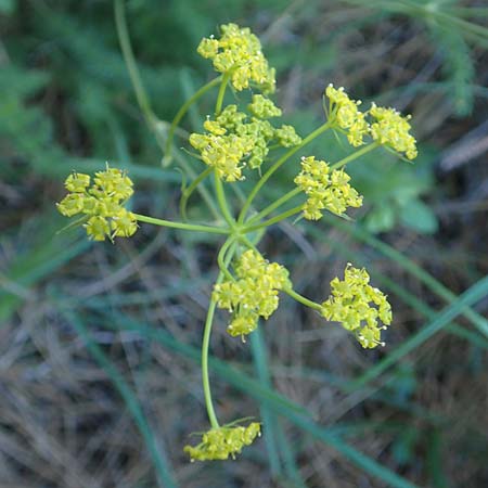 Ferulago humilis \ Niedrige Birkwurz / Low Fennel, Chios Viki 31.3.2016