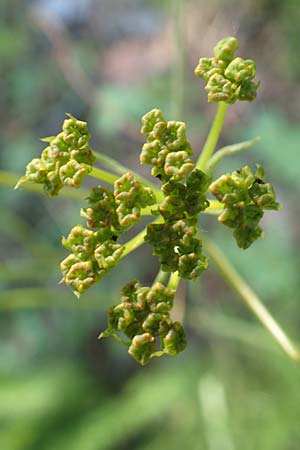 Ferulago humilis \ Niedrige Birkwurz / Low Fennel, Chios Viki 30.3.2016