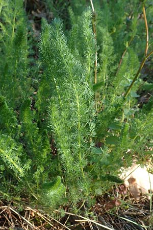 Ferulago humilis \ Niedrige Birkwurz / Low Fennel, Chios Viki 30.3.2016