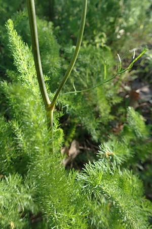 Ferulago humilis \ Niedrige Birkwurz, Chios Viki 30.3.2016