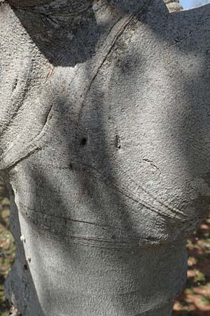 Ficus carica \ Feigenbaum, Chios Olimbi, Agios Dynami 1.4.2016