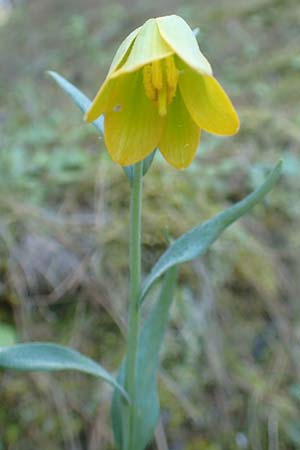 Fritillaria pelinaea \ Pelinaion-Schachblume, Chios Viki 30.3.2016