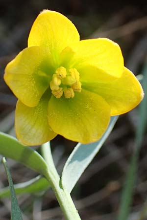 Fritillaria pelinaea \ Pelinaion-Schachblume, Chios Viki 30.3.2016