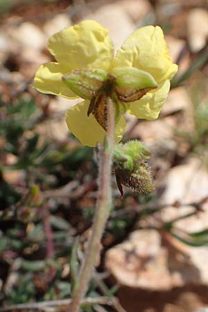 Fumana thymifolia \ Thymianblttriges Nadelrschen / Thyme-Leaved Sun-Rose, Chios Olimbi, Agios Dynami 1.4.2016