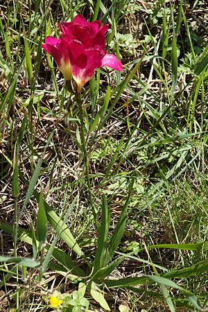 Freesia corymbosa ? \ Freesie / Freesia, Chios Chios 28.3.2016