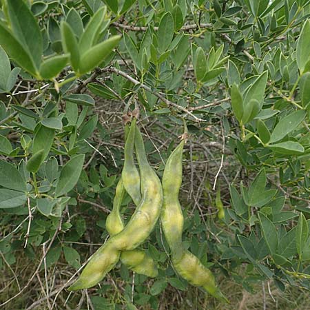 Anagyris foetida / Mediterranean Stinkbush, Stinking Bean Trefoil, Chios Mesta 2.4.2016