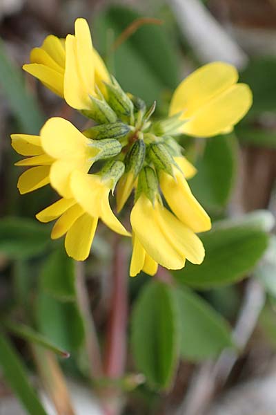 Trigonella balansae / Balansa's Fenugreek, Chios Kampos 27.3.2016