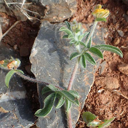 Hymenocarpos circinnatus \ Pfennig-Klee / Disk Trefoil, Chios Olimbi, Agios Dynami 1.4.2016