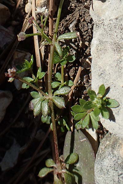Galium brevifolium \ Kurzblttriges Labkraut, Chios Moni Agiou Markou 28.3.2016