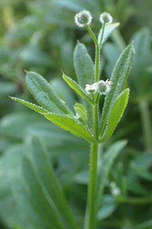 Galium aparine / Cleavers, Sticky Willy, Chios Kampos 29.3.2016