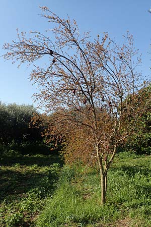 Punica granatum \ Granatapfel, Chios Kampos 29.3.2016