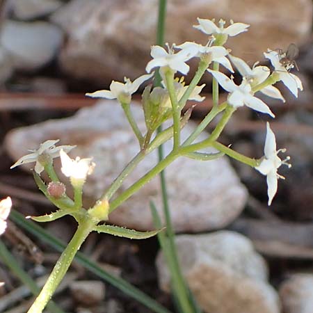 Galium brevifolium \ Kurzblttriges Labkraut, Chios Moni Agiou Markou 28.3.2016