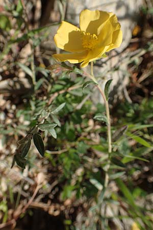 Helianthemum syriacum ? \ Syrisches Sonnenrschen / Syrian Rock-Rose, Chios Kato Fana 29.3.2016