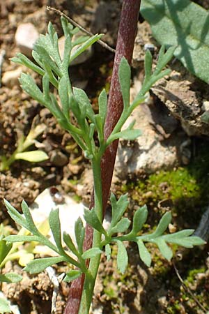 Hypecoum imberbe \ Bartlose Lappenblume / Beardless Hypecoum, Chios Pirgi 29.3.2016